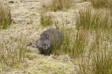 Wombat in Cradle Mountain park