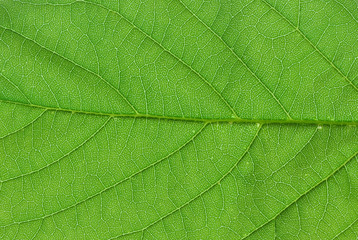 Naklejka na ściany i meble green leaf macro
