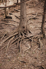 korzenie pion