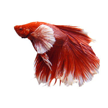 Red And White Thai Fighting Fish Isolated White