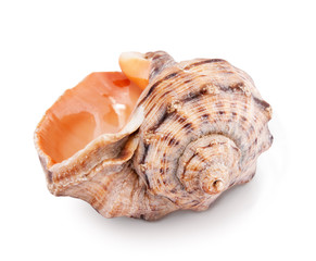 Sea shell