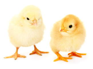 two yellow little chickens isolated on the white