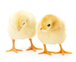 two yellow little chickens isolated on the white