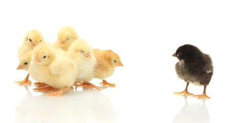 yellow and black little chickens isolated on the white