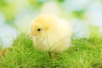 beautiful little chicken on green grass in garden