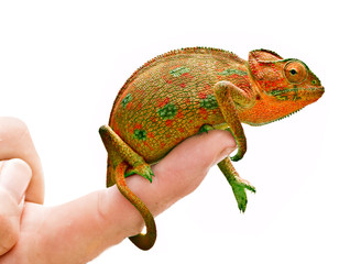 Chameleon on hand
