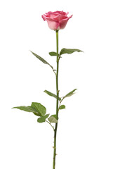 Fototapeta premium Rose