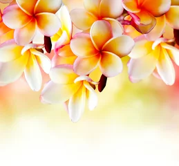 Zelfklevend Fotobehang Frangipani Tropical Spa Flower. Plumeria Border Design © Subbotina Anna