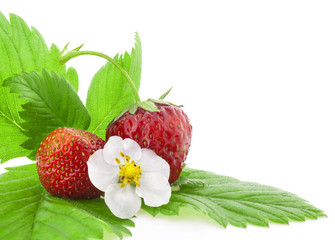 Strawberry with leaves and flowers, on a white background