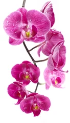 Door stickers Orchid Orchid flowers, isolated on white background