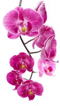 Fototapeta Orchid flowers, isolated on white background