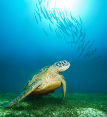 Sea turtle deep underwater