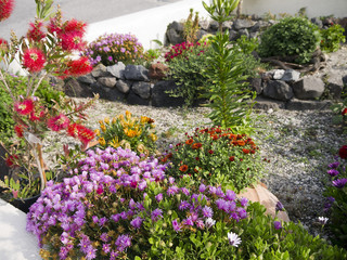 Colourful flowers in Fira Santorini greece