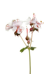 Wild geranium flower
