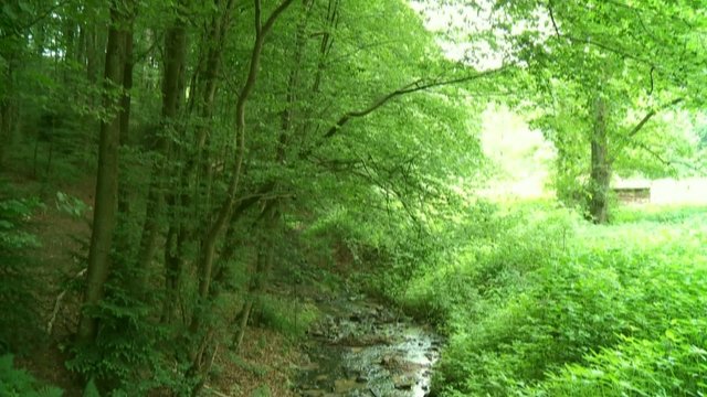 Wald mit Bach