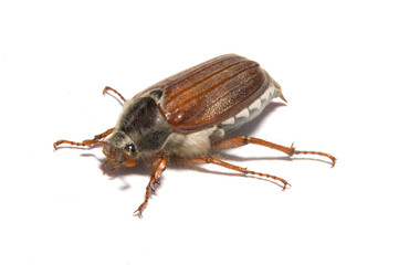 Maikäfer