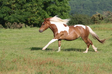 Pointe de vitesse au galop