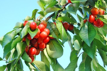cherry tree with fruits