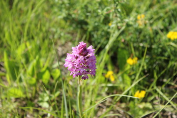 Beautiful wild french Orchid near Saou, Drome, France