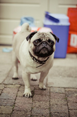 Pug