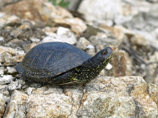 European Pond Terrapin (Emis orbicularis)