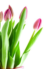 Obraz na płótnie Canvas Pink Dutch tulips in closeup