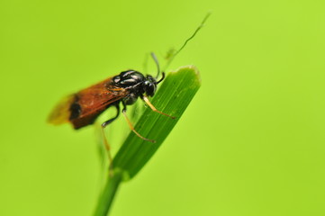Arge cyanocrocea