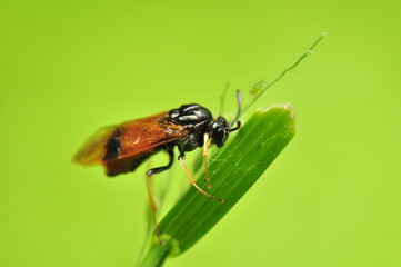 Arge cyanocrocea