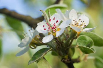 Flower of apple tree