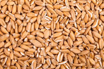 grains of wheat