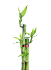 Fototapeta na wymiar Chiński Lucky Bamboo