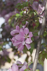 Blooming crab aple tree