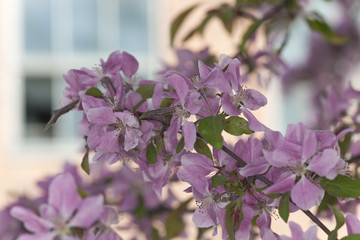 Blooming crab aple tree