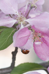 Ladybug sitting on blooming crab apple flower