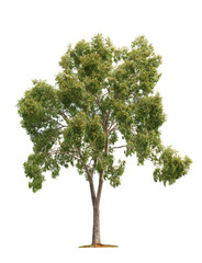 Tree on white background