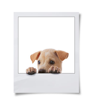 dog with frame