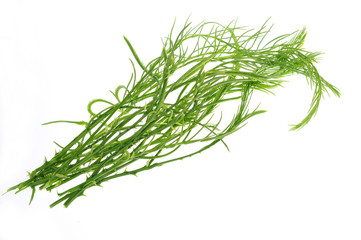 Acacia pennata or cha-om isolated