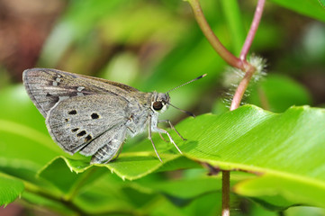 butterfly on leaf (lndian Plam Bob, Suastus gremius)