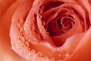 Rose detail