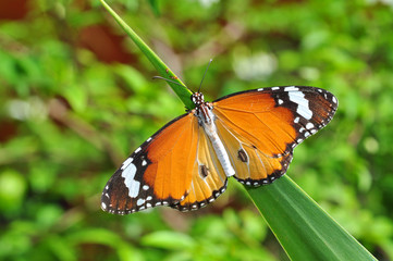 Monarch butterfly on leaf