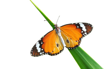 Alive monarch butterfly isolated on white, clipping path