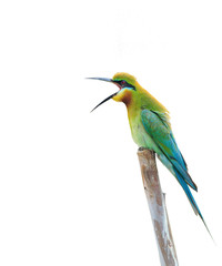 bird isolated (Blue tailed Bee eater) sitting on branch