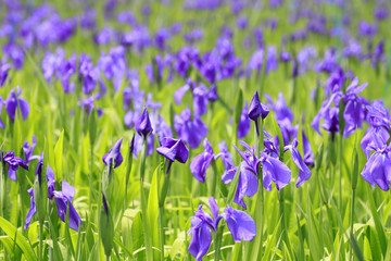 Group of purple irises in spring sunny day. Selective focus.