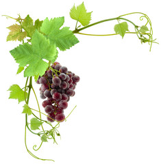 grappe de raisin et feuilles de vigne