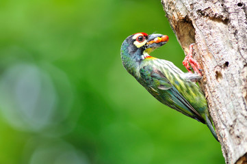 Coppersmith barbet bird feeding her young one