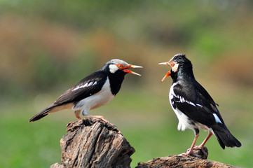 bird fighting (Asian Pied Starling)