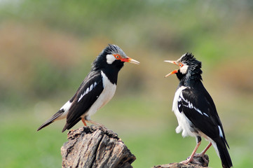 Naklejka premium bird fighting (Asian Pied Starling)
