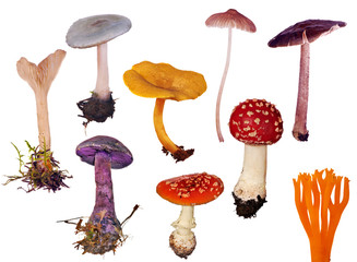 set of isolated different toadstools