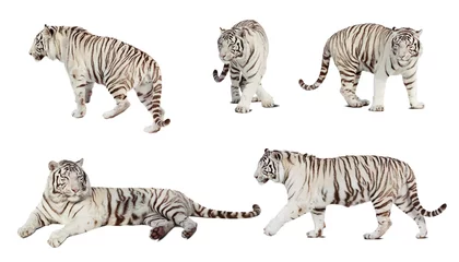 Zelfklevend Fotobehang Set van witte tijger. Geïsoleerd over wit © JackF