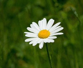 Ox-eye Daisy